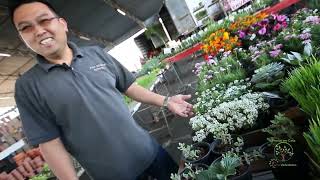 CULTIVAR TEMPEROS E ERVAS MEDICINAIS EM CASA