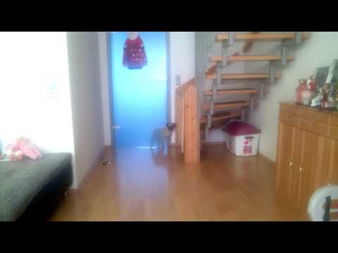 Mops lugt hinter der Tür