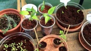 Gartenupdate - was gibt's Neues? Umtopfen ist angesagt!