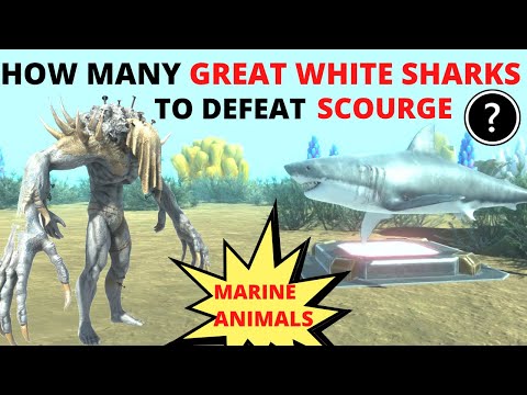 HOW MANY GREAT WHITE SHARKS TO DEFEAT SCOURGE? + BONUS MARINE ANIMALS - ARBS