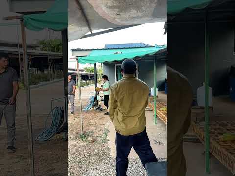 พ่อใช้ให้ไปถอดหญ้าแปลงผักเฒ่า บ่มีหยังดอก #คลิปตลก #fannyvideos #fanny