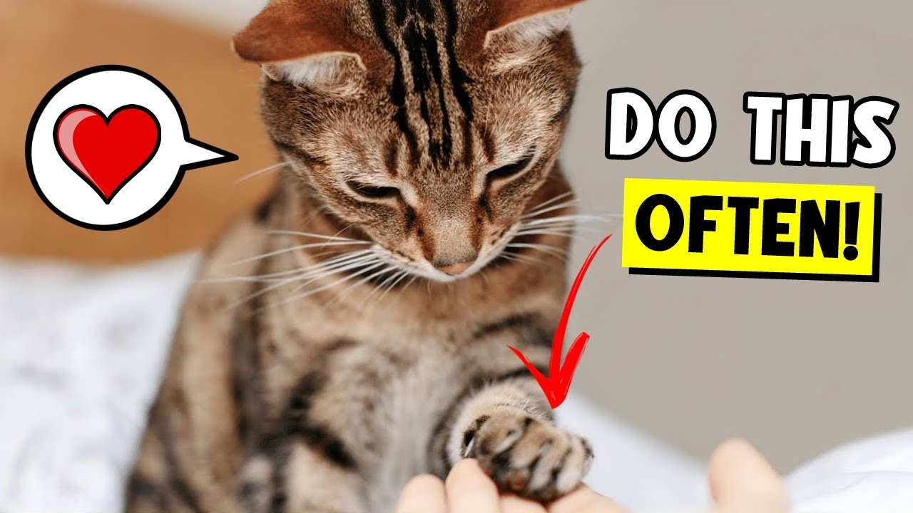 11 Things You Should Do MUCH MORE Often for Your Cat!