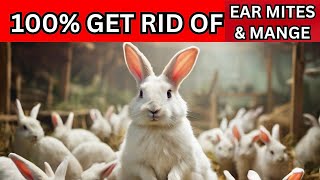 How to treat  ear mites in Rabbits Treat MANGE  in rabbits