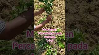 Download lagu Mengatur Percabangan Tanaman Jeruk mp3