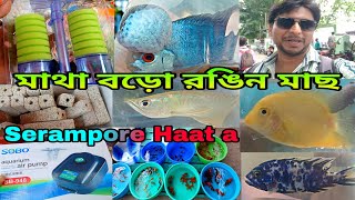 Flower Horn Arowana Goldfish Angel Aquarium Accessories | Serampore Fish Market | Fish Shop Near Me 