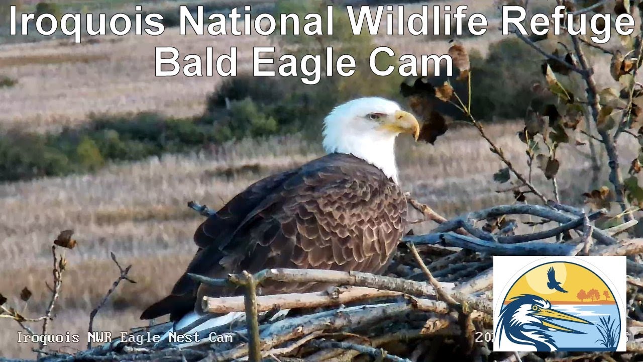 Iroquois National Wildlife Refuge Bald Eagle Camera
