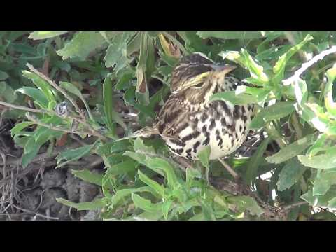 North American Wildlife --- Belding's Savannah Sparrow foraging at Bolsa Chica Ecological Reserve