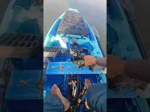 6° Torneio Paulista de Caiaque GKF, NOVA CANAÃ, Competidor RAFAEL #traira #pescaria #fishing #pesca