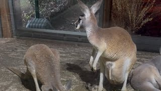 Tierpark Hellabrunn ( Zoo )München 🇩🇪