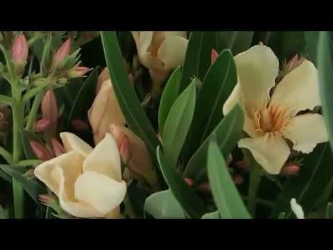 Nerium oleander plant