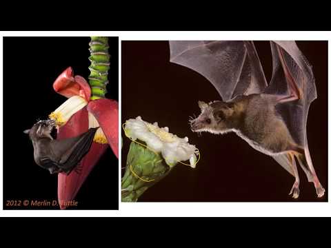 授粉綜合症：蜜蜂、鳥類和蝙蝠 (Pollination Syndromes: Bees, Birds, and Bats)