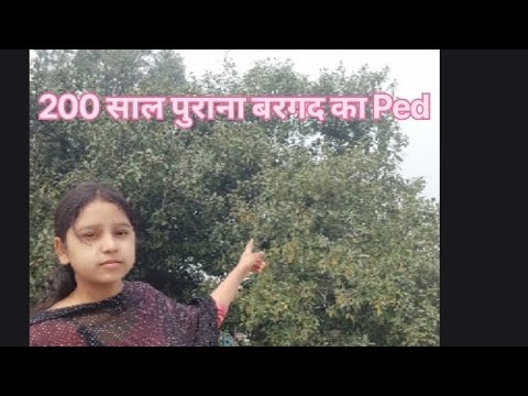 200 saal purana bargad ka ped jarur dekhna sachai pta chal jayegi gao ki aaj aapko 😅