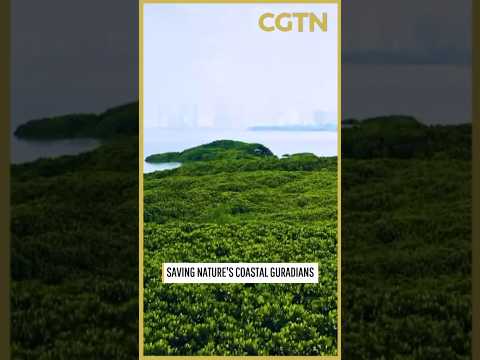 China's mangrove forests continue to expand