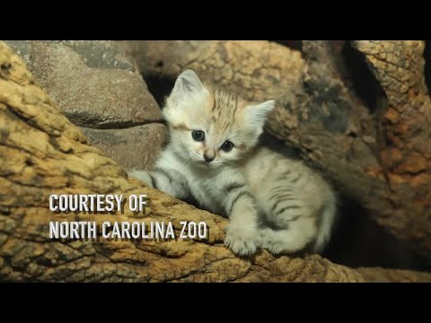 Meet the North Carolina Zoo's baby sand cat Layla