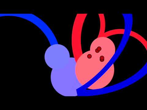 Meester Daan - De bloedsomloop