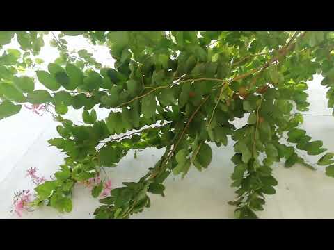 Kobolila Tree (Bauhinia variegata L)