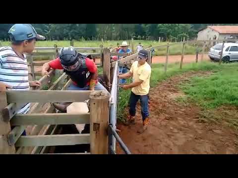 Filho do Marcelo Souza Cruz treinando Felipe Souza Cruz x Tião Carreiro