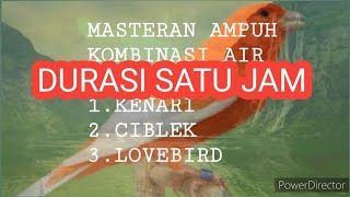 Download lagu MASTERAN BURUNG AMPUH KENARI CIBLEK LOVEBIRD mp3