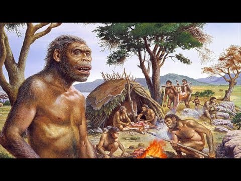 Human Evolution