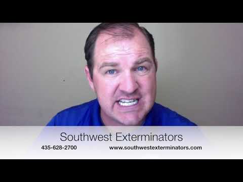 How to Pest Treat a Crawlspace