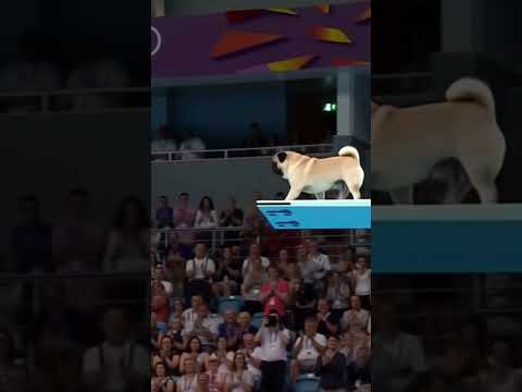 olympic dog diving #subscribe #sorts