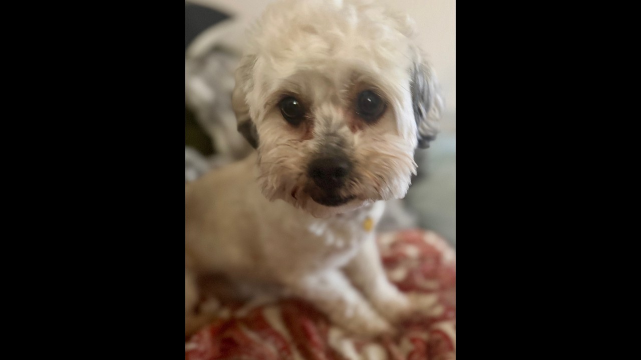 Yoshi, a ADOPTABLE mixed breed in Springfield, VA video 5/5