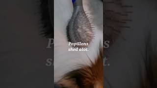 Papillon sheds alot! #cute #pomeranian #dog #doglover