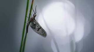 The Orvis Company HELIOS ANTHEM