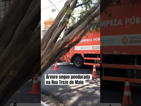 Árvore segue pendurada na Rua Treze de Maio