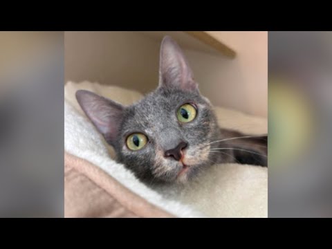 Smoke- PHS Pet of the Week