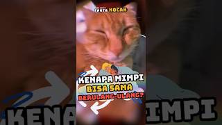 Download lagu Kenapa mimpi bisa sama berulang-ulang? | #mimpi #meowstory #faktakocak #shorts mp3 Download lagu Kenapa mimpi bisa sama berulang-ulang? | #mimpi #meowstory #faktakocak #shorts mp3
