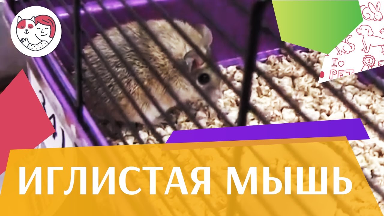 Иглистая мышь поведение на ilikepet