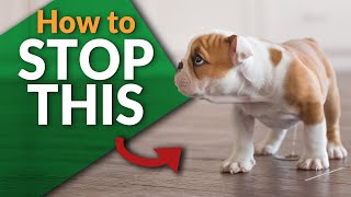Stop your Puppy From Peeing Inside! | Ultimate Pet Nutrition - Dog Health Tips