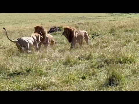 Male lion gets tired of running and decides to fight back