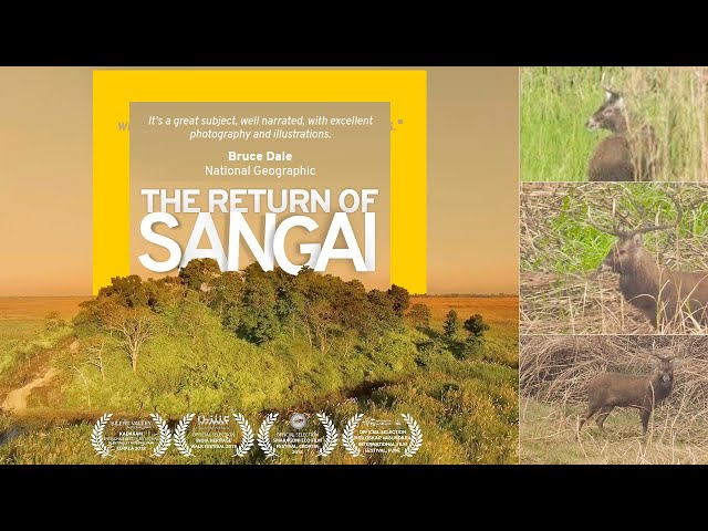 Video Pronunciation of Sangai in English