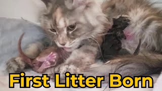 Sapphira’s Maine Coon Kittens Born Before Your Eyes!