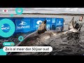 Wetenschappers geven haai van 1600 kilo (!) een zendertje