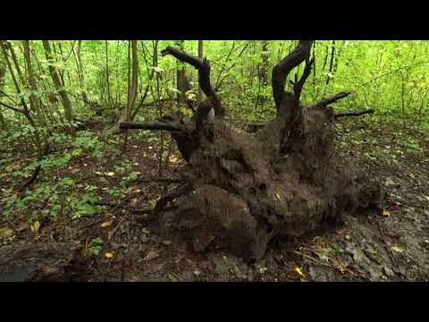 Nature video report - Autumn forest, October 12, 2019 (1440p)