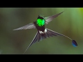 FlyingFriday The Slow Motion Art Of Birds Flying