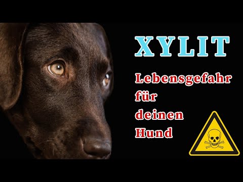 Xylit - Lebensgefahr für deinen Hund