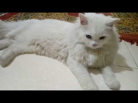 kuki cat relaxing mood 😂😻 | Funny cat video |