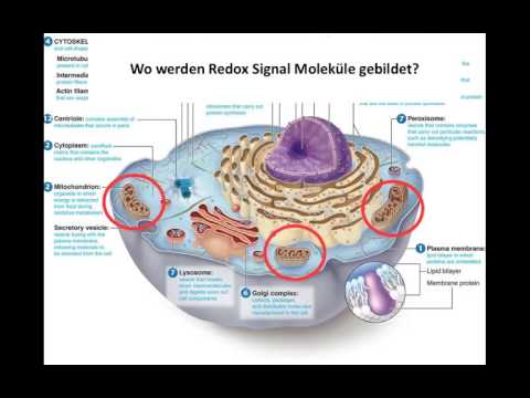 Erfrierungen Gelenke der Hände Bilder gesunde Gelenke