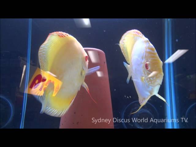 Albino Discus Fish Spawning[HD]- Breeding Discus