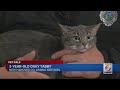Pet Pals 2 Year Old Gray Tabby Is Looking For A New Home