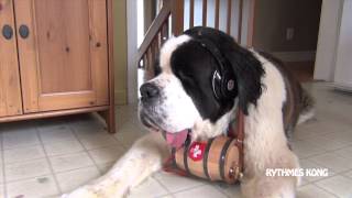 Un Chien Écoute du Bérurier Noir - On a Faim