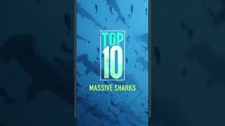 Download lagu Which shark species is the most massive? #SharkFest #Shorts mp3