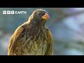 Breathtaking Wildlife Worlds Narrated By David Attenborough BBC Earth