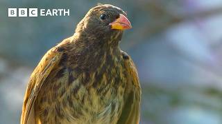 Breathtaking Wildlife Worlds - Narrated by David Attenborough | BBC Earth
