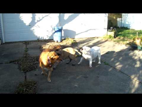 3 Dogs 090910.MOV