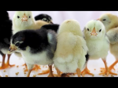 Cute  Baby Chickens - Funny Baby chicks